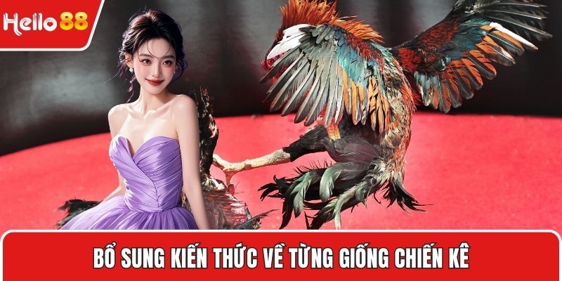 Bổ sung kiến thức về từng giống chiến kê