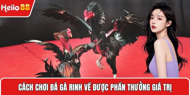 Cách chơi đá gà rinh về được phần thưởng giá trị