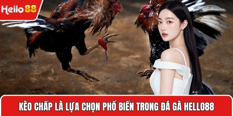 Kèo chấp là lựa chọn phổ biến trong đá gà HELLO88